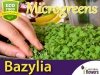 Microgreens - Bazylia Cytrynowa Mrs Burns 3g