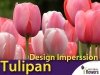 Tulipan Darwina 'Design Imperssion' (Tulipa) CEBULKI