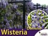 Wisteria Glicynia kwiecista DOMINO (Wisteria floribunda) Sadzonka 