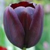czarny tulipan 