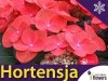 Hortensja ogrodowa 'Red Baron' (Hydrangea macrophylla) Sadzonka