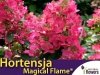 Hortensja bukietowa 'Magical Flame ®' sadzonka
