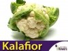 Kalafior Rober biały XXL 50g (Brassica oleracea convar.)