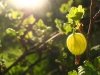 Agrest zielony INVICTA (Ribes uva-crispa) Sadzonka C1