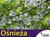 Ośnieża czteroskrzydła Sadzonka (Halesia carolina)