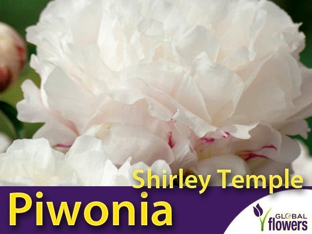 Piwonia chińska 'Shirley Temple' (Peonia lactiflora) kłącza 1 szt Sklep  Ogrodniczy 