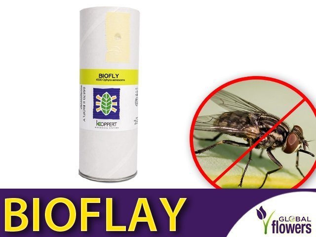 Biofly online
