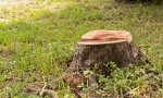 Jak usunąć pień po ściętym drzewie?
