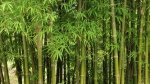 Bambusy - trochę egzotyki w naszym ogrodzie