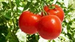 W jaki sposób ekologicznie zwalczać mączlika szklarniowego na plantacji pomidora ?