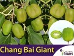 Mini Kiwi CHANG BAI GIANT♀ Wielkie owoce ! (Aktinidia Ostrolistna) 3letnia Sadzonka C2 60-80cm