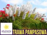 Trawa Pampasowa BIAŁA (Cortaderia selloana) Sadzonka C1/C2