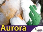 Rękawice Ogrodnicze - Aurora - Bardzo ciepłe z długim mankietem.