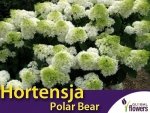 Hortensja Bukietowa POLAR BEAR (Hydrangea paniculata) Sadzonka C2