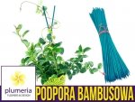 Podpora do roślin (tyczka bambusowa) Bambus łupany zielony 50cm/5mm. 10 szt.