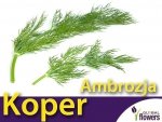 Koper ogrodowy Ambrozja (Anethum graveolens) nasiona 5g