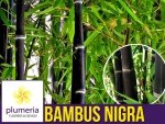 Czarny Bambus Drzewiasty NIGRA Mrozoodporny (Phyllostachys) Sadzonka C2,5