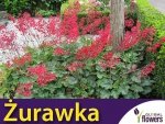 Żurawka Krwista Ogrodowa, mieszanka (Heuchera sanguinea) nasiona 0,1g