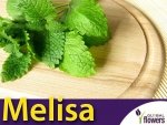 Melisa lekarska - (Melissa offcinalis) nasiona 0,5g