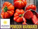 Pomidor MARMANDE (Lycopersicon Esculentum) nasiona 1g