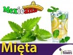 Mięta Meksykańska (Mexican Mint) KUBAŃSKIE OREGANO nasiona 0,1g
