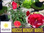 Hibiskus Bylinowy Summerific™ Ogromne Kwiaty 'Midnight Marvel' Sadzonka P12