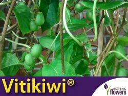 Mini Kiwi VITIKIWI® bezpestkowa ♀ (Aktinidia Ostrolistna) 3letnia Sadzonka C2 60-80cm
