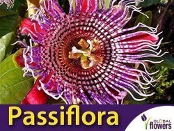 Męczennica Olbrzymia (Passiflora quadrangularis) nasiona