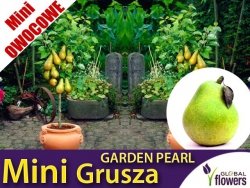 DRZEWKO MINI OWOCOWE Mini Grusza 'Garden Pearl' (Pyrus) Sadzonka C3,5