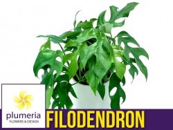 Filodendron MINIMA (Philodendron) Roślina domowa. Sadzonka P17 - XL
