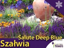 Szałwia omszona SALUTE DEEP BLUE (Salvia nemorosa) Sadzonka