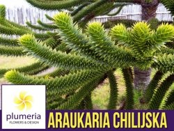 Araukaria chilijska (Araukaria araucana) Sadzonka C1