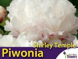 Piwonia chińska 'Shirley Temple' (Peonia lactiflora) kłącza 1 szt