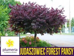 Judaszowiec FOREST PANSY (Cercis canadensis) 6 letnia Sadzonka XXL-C12
