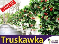 Truskawka Temptation Pnąco-wisząca (Fragaria x ananassa) nasiona 0,03g