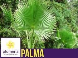Palma Waszyngtonia Nitkowana (Washingtonia Filifera) Roślina domowa C3