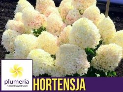 Hortensja bukietowa LIVING SUGAR RUSH® (Hydrangea paniculata) Sadzonka C2/C3