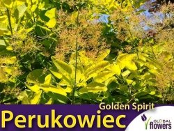 Perukowiec 'Golden Spirit’ (Cotinus coggygria) Sadzonka 