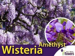 Glicynia chińska AMETHYST (Wisteria sinensis) 3letnia Sadzonka 60-90cm