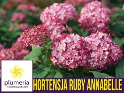 Hortensja drzewiasta RUBY ANNABELLE (Hydrangea arborescens) Sadzonka XL- C5