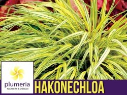 Hakonechloa macra STRIPE IT RITCH - Bambusowa trawa- Sadzonka