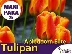 MAXI PAKA 25 szt Tulipan Darwina 'Apledoorn Elite' (Tulipa) CEBULKI