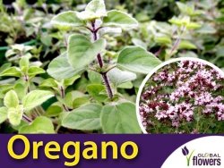 Oregano Vulgare (Origanum) Sadzonka C1