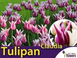 Tulipan liliokształtny 'Claudia' (Tulipa) CEBULKI 5 szt.