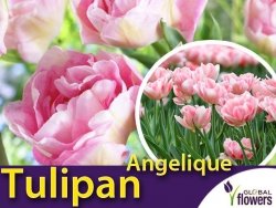 Tulipan Pełny 'Angelique' (Tulipa) CEBULKI 5 szt