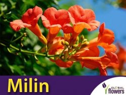 Milin Amerykański Flamenco (Campsis radicans) Sadzonka C1