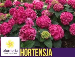 Hortensja ogrodowa Endless Summer® LOVE (Hydrangea macrophylla) Sadzonka C5