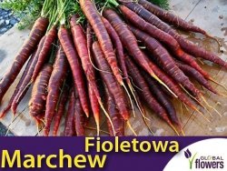 Marchew Fioletowa DEEP PURPLE F1 Średnio Późna (Daucus carota) nasiona 0,5g