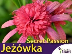 Jeżówka SECRET PASSION (Echinacea) Sadzonka C1