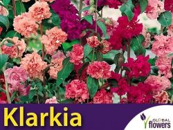 Klarkia, Dzierotka mieszanka(Clarkia elegants) nasiona 1g